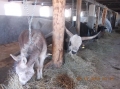 2013-12-03-zlatibor-031