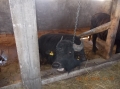 2013-12-03-zlatibor-032