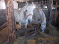 2013-12-03-zlatibor-033
