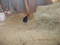 2013-12-03-zlatibor-035