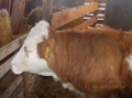 2013-12-03-zlatibor-037