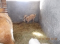 2013-12-03-zlatibor-038