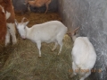 2013-12-03-zlatibor-040