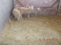 2013-12-03-zlatibor-041