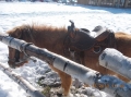 2013-12-03-zlatibor-045