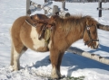 2013-12-03-zlatibor-130