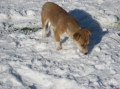 2013-12-03-zlatibor-176